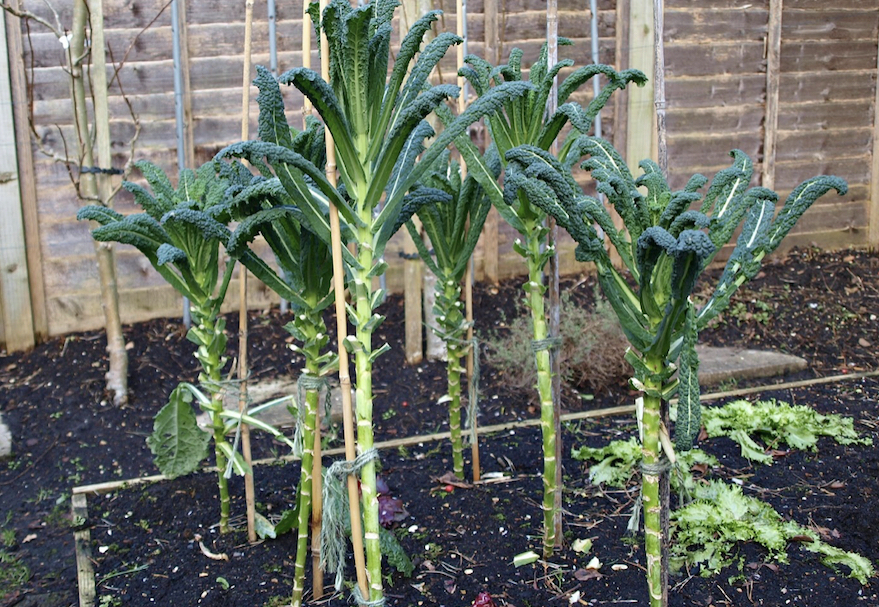 How to grow your own kale at home in pots or in a garden